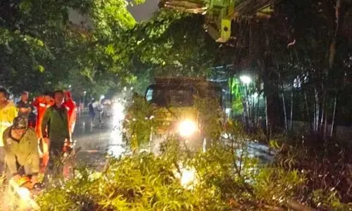 Pemprov DKI tanam pohon baru yang sesuai lingkungan kota Pemprov DKI tanam pohon baru yang sesuai lingkungan kota