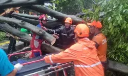 Pemprov DKI intensifkan peremajaan pohon antisipasi cuaca ekstrem