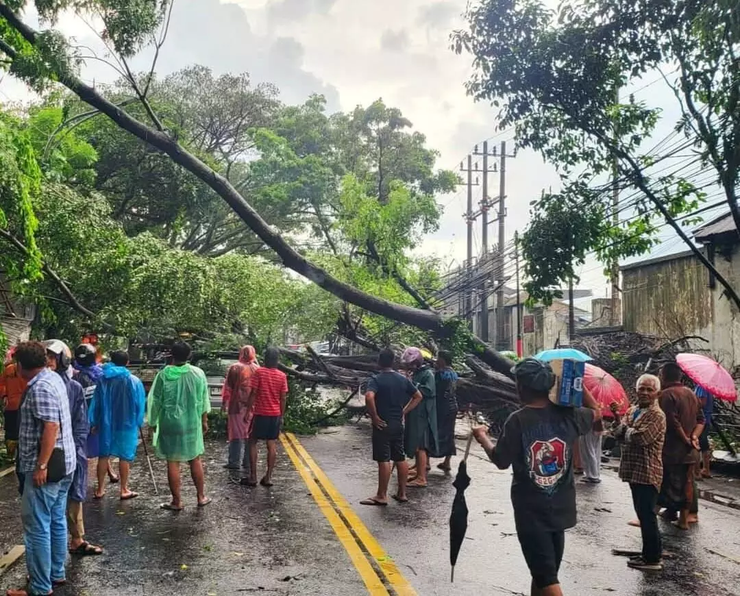 Diterjang angin kencang, sebanyak 22 pohon tumbang di Kota Malang