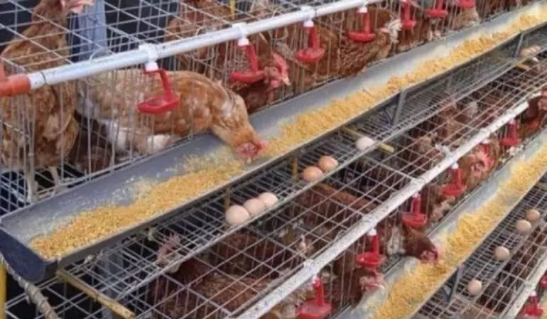 Babel bina peternak cegah flu burung selama musim hujan