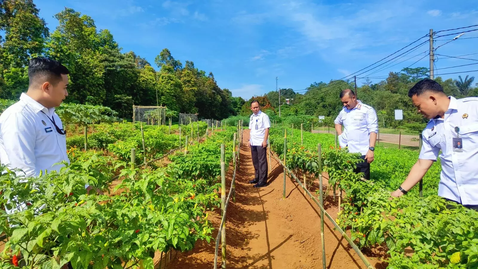 Dukung ketahanan pangan, Rutan Kelas I Tangerang kembangkan budidaya cabai di lahan SAE