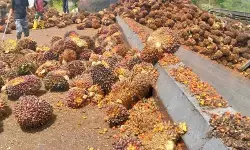 Kemendag: Harga CPO naik tipis dipicu rencana penerapan B50