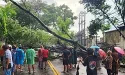 Diterjang angin kencang, sebanyak 22 pohon tumbang di Kota Malang