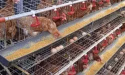 Babel bina peternak cegah flu burung selama musim hujan Babel bina peternak cegah flu burung selama musim hujan