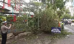Truk molen hantam pohon hingga tumbang di depan Mal Slipi Jaya