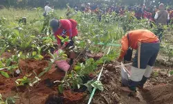 Jatiwangi art Factory gagas Hutan Tanaraya, setiap orang bisa miliki hutan