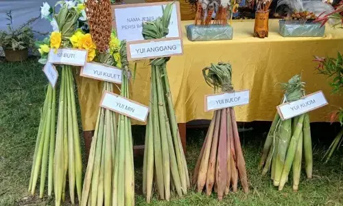 Pemkab Jayapura genjot pelestarian pangan tradisional Pemkab Jayapura genjot pelestarian pangan tradisional