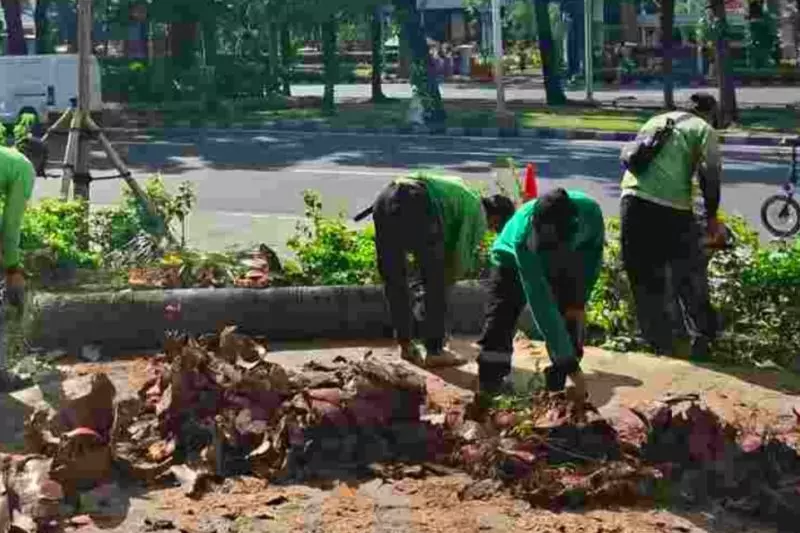 DKI lakukan pemangkasan pohon untuk antisipasi tumbang DKI lakukan pemangkasan pohon untuk antisipasi tumbang