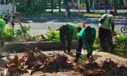 DKI lakukan pemangkasan pohon untuk antisipasi tumbang