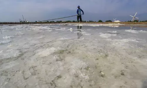 Mengharumkan asa garam di pantura Cirebon