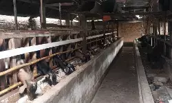 Kisah sukses peternak sapi dan kambing, dari kotoran jadi berkah Kisah sukses peternak sapi dan kambing, dari kotoran jadi berkah