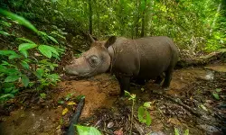 Ancam satwa endemik, aktifitas pencari gaharu ubah pola hidup Badak Kalimantan