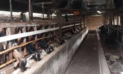 Kisah sukses peternak sapi dan kambing, dari kotoran jadi berkah