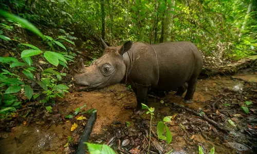 Ancam satwa endemik, aktifitas pencari gaharu ubah pola hidup Badak Kalimantan
