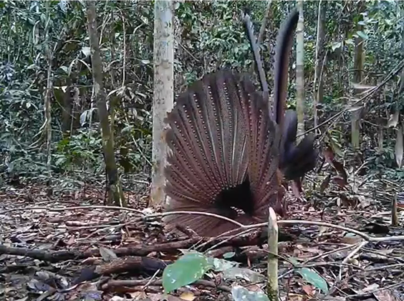 Burung Kuau, penari cantik Sungai Lesan muncul kembali