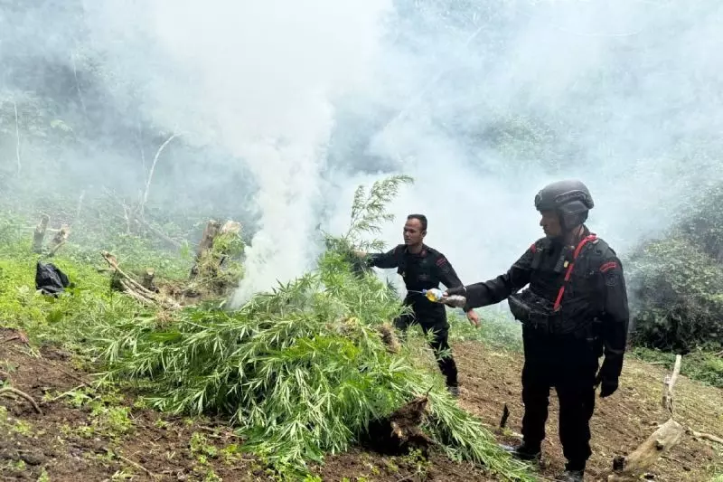 Brimob Sumut musnahkan 10 hektare ladang ganja di Mandailing Natal Brimob Sumut musnahkan 10 hektare ladang ganja di Mandailing Natal