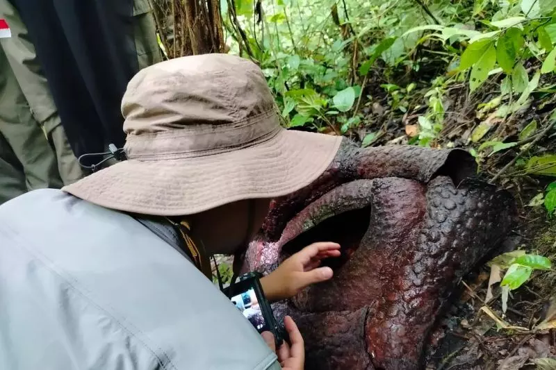 BRIN teliti Rafflesia Palupuh untuk bandingkan filogeni Malaysia BRIN teliti Rafflesia Palupuh untuk bandingkan filogeni Malaysia
