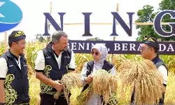 Padi hibrida berpotensi kuat topang ketahanan pangan nasional