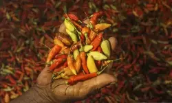 PIHPS: Harga cabai rawit Rp61.750/kg, telur ayam Rp32.050/kg