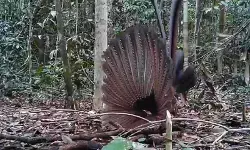 Burung Kuau, penari cantik Sungai Lesan muncul kembali Burung Kuau, penari cantik Sungai Lesan muncul kembali