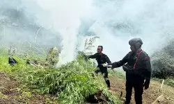 Brimob Sumut musnahkan 10 hektare ladang ganja di Mandailing Natal Brimob Sumut musnahkan 10 hektare ladang ganja di Mandailing Natal