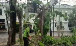 Cegah pohon tumbang, Pemkot Jaktim intensifkan pemangkasan