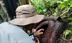 BRIN teliti Rafflesia Palupuh untuk bandingkan filogeni Malaysia BRIN teliti Rafflesia Palupuh untuk bandingkan filogeni Malaysia