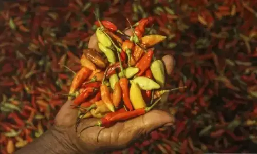 PIHPS: Harga cabai rawit Rp61.750/kg, telur ayam Rp32.050/kg