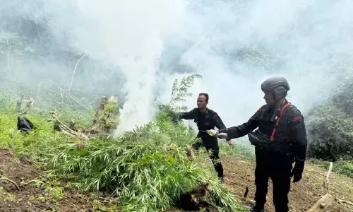 Brimob Sumut musnahkan 10 hektare ladang ganja di Mandailing Natal Brimob Sumut musnahkan 10 hektare ladang ganja di Mandailing Natal