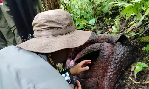 BRIN teliti Rafflesia Palupuh untuk bandingkan filogeni Malaysia BRIN teliti Rafflesia Palupuh untuk bandingkan filogeni Malaysia