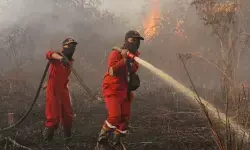 BPBD Damkar Riau padamkan kathutla di Rokan Hilir dan Dumai BPBD Damkar Riau padamkan kathutla di Rokan Hilir dan Dumai