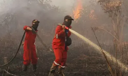 BPBD Damkar Riau padamkan kathutla di Rokan Hilir dan Dumai BPBD Damkar Riau padamkan kathutla di Rokan Hilir dan Dumai