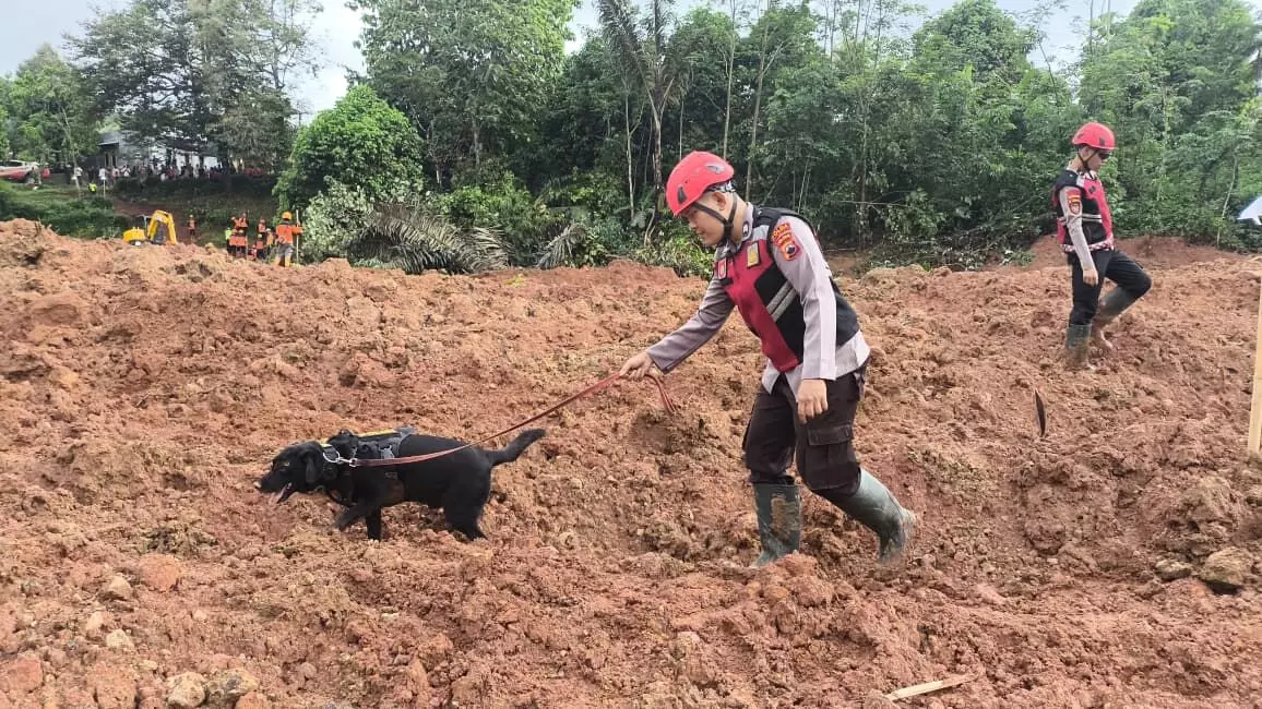 Anjing pelacak bantu Tim Gabungan untuk temukan warga yang hilang akibat Longsor Anjing pelacak bantu Tim Gabungan untuk temukan warga yang hilang akibat Longsor