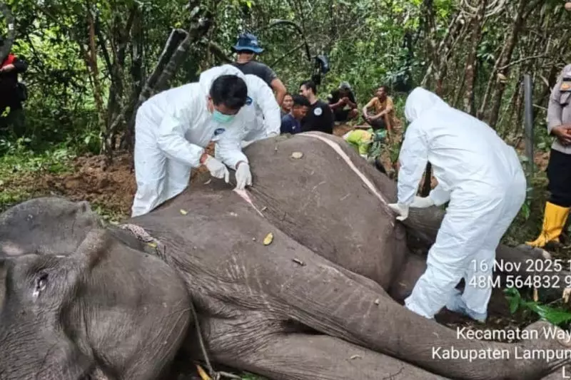 Gajah betina 45 tahun mati di TN Way Kambas Gajah betina 45 tahun mati di TN Way Kambas
