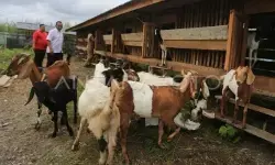 BRIN kaji pelestarian biodiversitas kambing lokal di Indonesia Timur