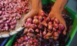 PIHPS: Harga bawang merah Rp42.600/kg, cabai rawit Rp43.600/kg