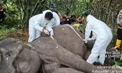 Gajah betina 45 tahun mati di TN Way Kambas