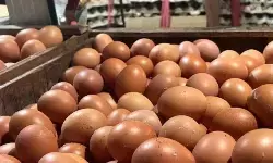 BPS: Program MBG dorong kenaikan harga telur