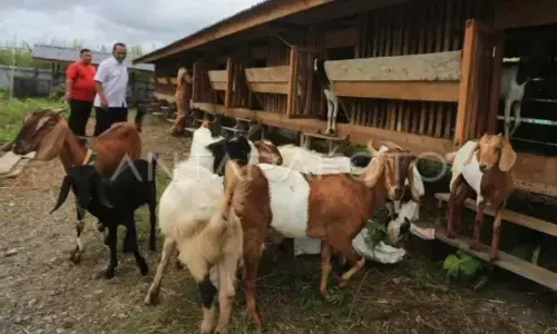 BRIN kaji pelestarian biodiversitas kambing lokal di Indonesia Timur