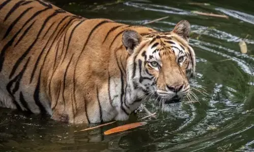 Ragunan tegaskan pakan satwa diberikan sesuai standar Ragunan tegaskan pakan satwa diberikan sesuai standar