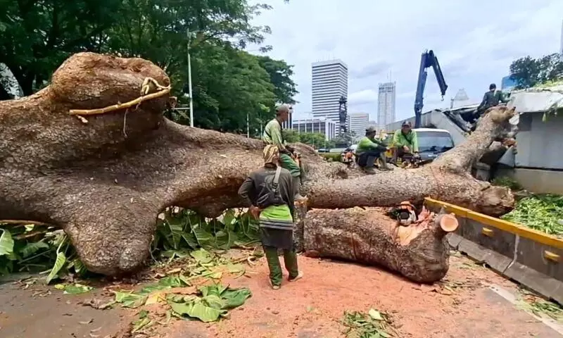 Layanan MRT-Transjakarta tersendat karena pohon tumbang