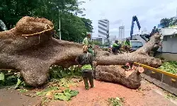 Layanan MRT-Transjakarta tersendat karena pohon tumbang