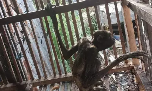 Gollum, Owa muda yang kini gapai kembali kebebasannya