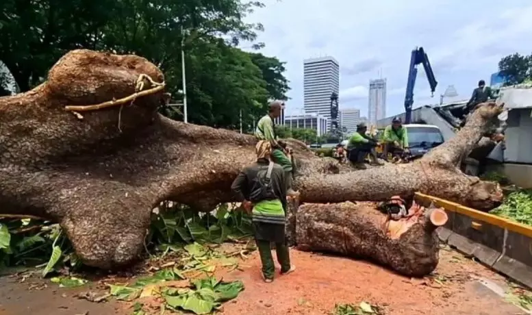 Pohon yang menimpa lintasan MRT disebut tumbang karena angin kencang