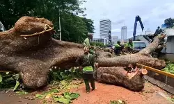 Pohon yang menimpa lintasan MRT disebut tumbang karena angin kencang
