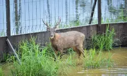OIKN-Kemenhut-PAMA dan UGM lepas 12 ekor rusa perkuat ekosistem hutan