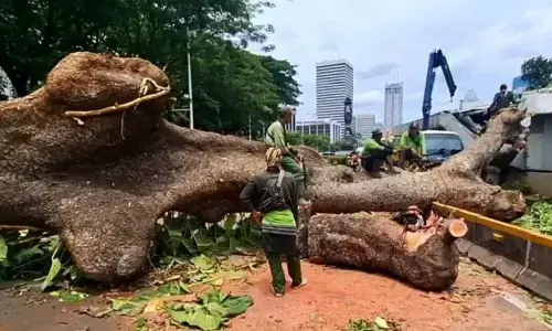 Pohon yang menimpa lintasan MRT disebut tumbang karena angin kencang Pohon yang menimpa lintasan MRT disebut tumbang karena angin kencang