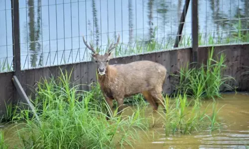 OIKN-Kemenhut-PAMA dan UGM lepas 12 ekor rusa perkuat ekosistem hutan OIKN-Kemenhut-PAMA dan UGM lepas 12 ekor rusa perkuat ekosistem hutan