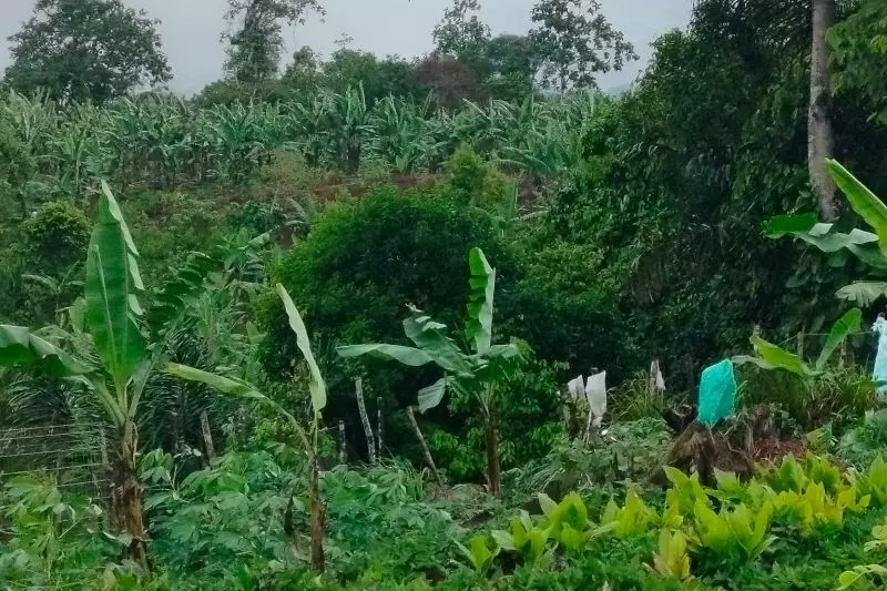Anak harimau sumatera terjerat di Koto Tabang Agam