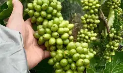 Dinpertan Purbalingga perkuat dukungan bagi petani kopi Dinpertan Purbalingga perkuat dukungan bagi petani kopi